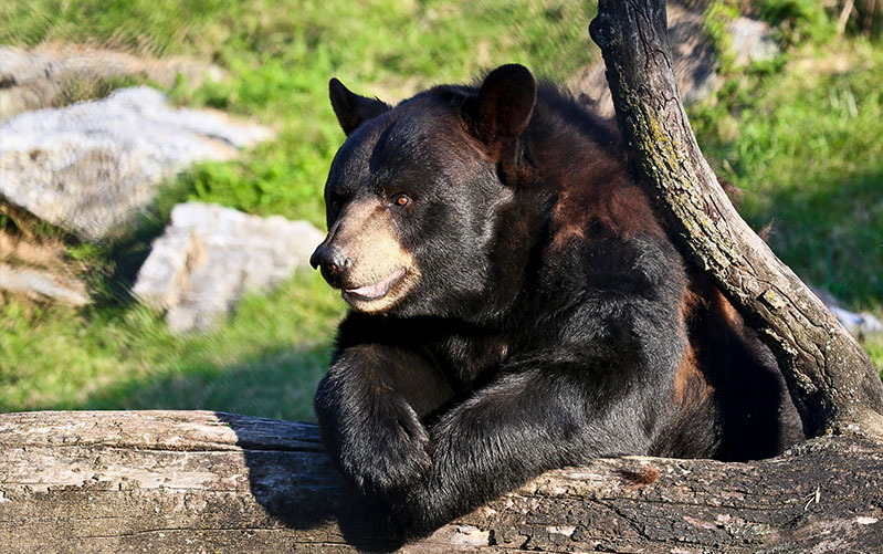 black bear at ZooaAmerica